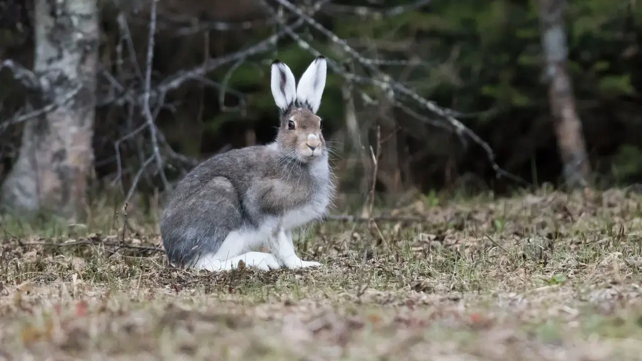 En snöhare sitter i skogen, redo att springa iväg. En kanin vs hare-diskussion kan börja här.