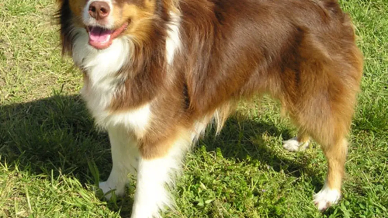 Glad mini australian shepherd står i gräset med tungan ute.
