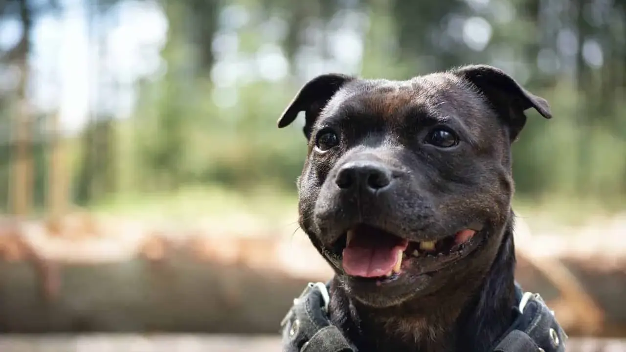 En glad staffordshire bullterrier med sele. Trots sitt rykte, är det ägaren som avgör om det finns staffordshire bullterrier nackdelar.