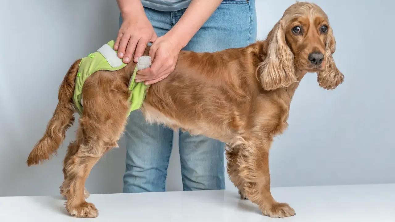 En person tar på en ljusgrön blöja på en brun cocker spaniel. Hunden ser lite fundersam ut, som om den undrar vad som händer med denna russin hund.