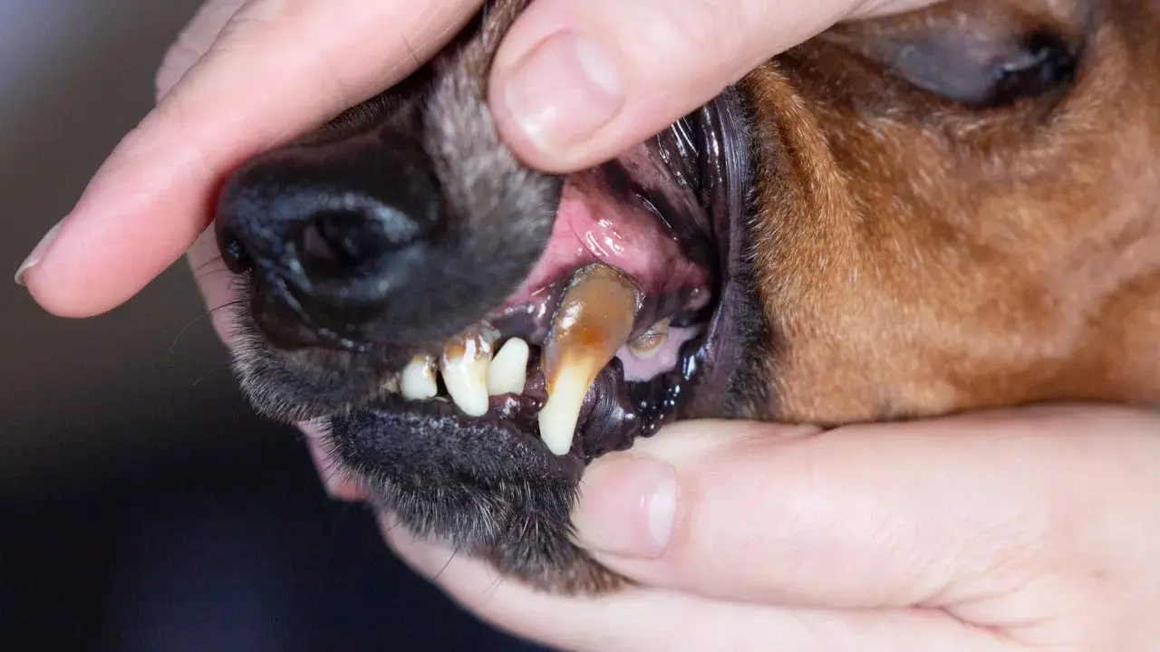 Hundens tänder med synlig tandsten. En person håller upp hundens läppar för att visa tänderna, vilket indikerar behovet av att ta bort tandsten hos hund.