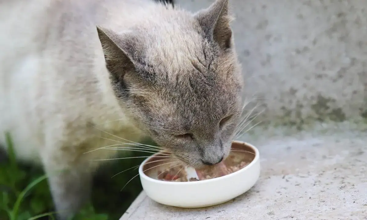 En katt äter ur en skål. Om du undrar över fortiflora katt biverkningar, är det bra att rådgöra med en veterinär.