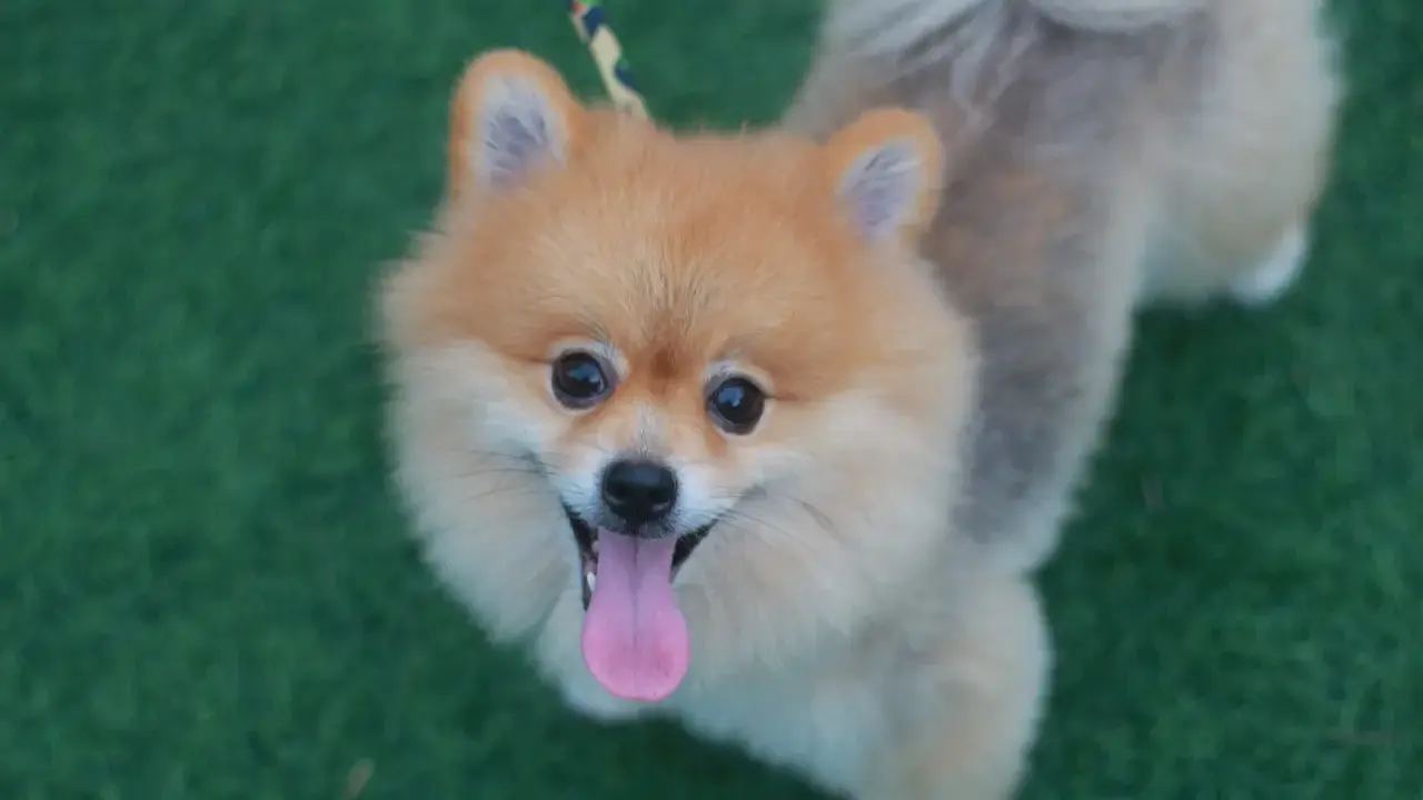 En glad pomeranian på grön matta, perfekt för den som trotsar sin pomeranian allergi för att njuta av en söt hund.