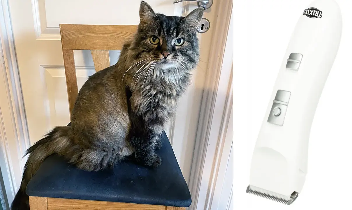 Långhårig katt sitter på en stol bredvid en klippmaskin för djur.