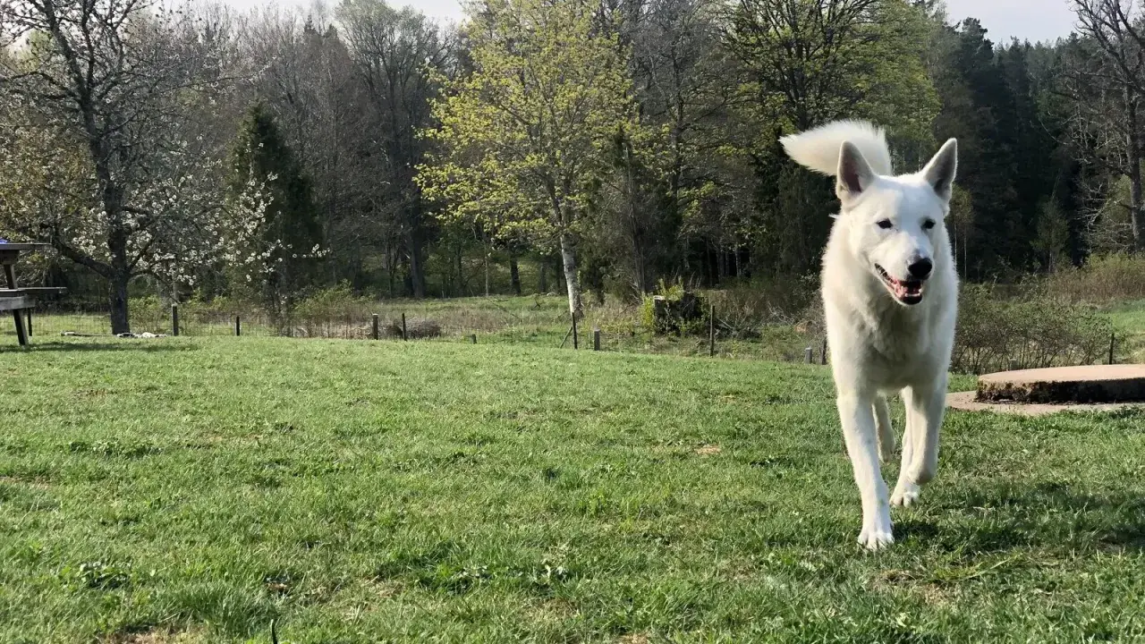Vit hund springer glatt mot kameran i en grönskande park. En perfekt inkallning hund!