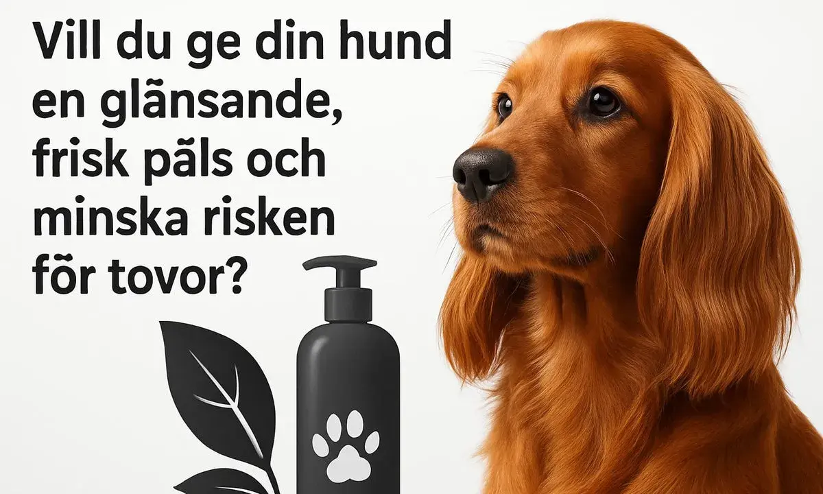En vacker hund med glänsande päls. Bilden visar en flaska med hundschampo och en text som frågar om du vill reda ut tovor hos din hund.