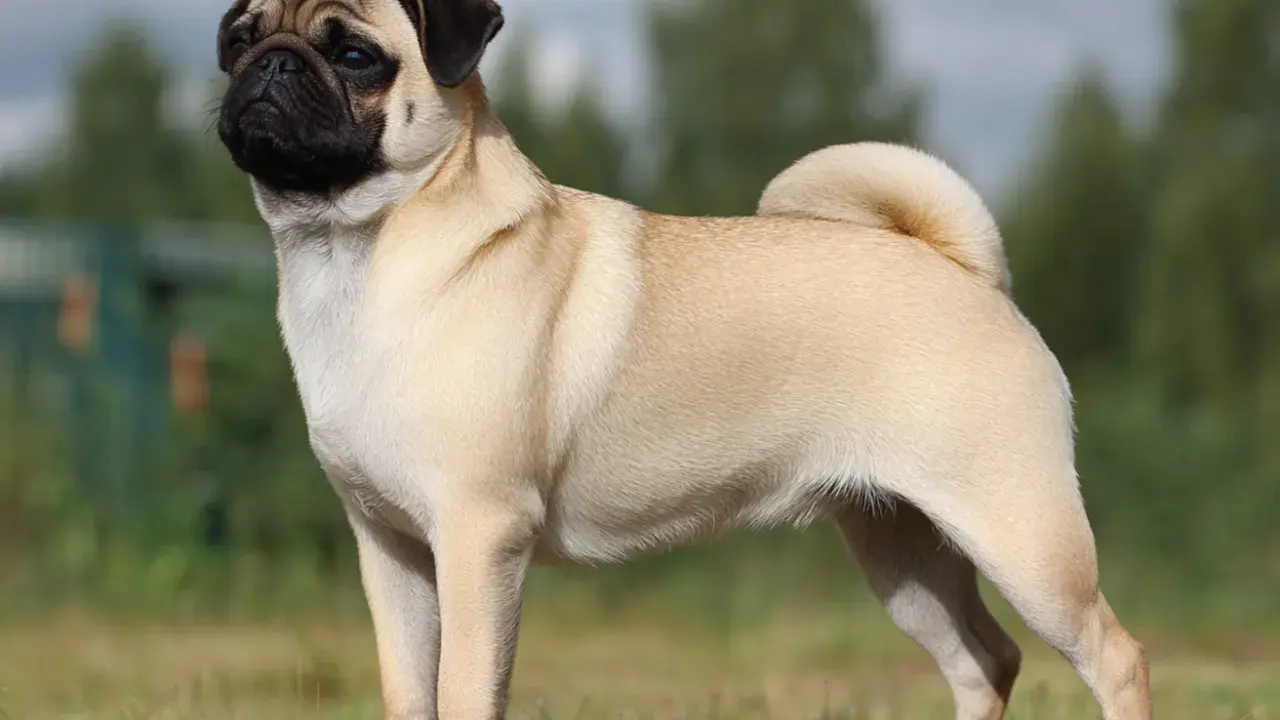 En stolt mops står i gräset. Många mopsägare oroar sig för mops sjukdomar, men denna hund ser frisk ut.