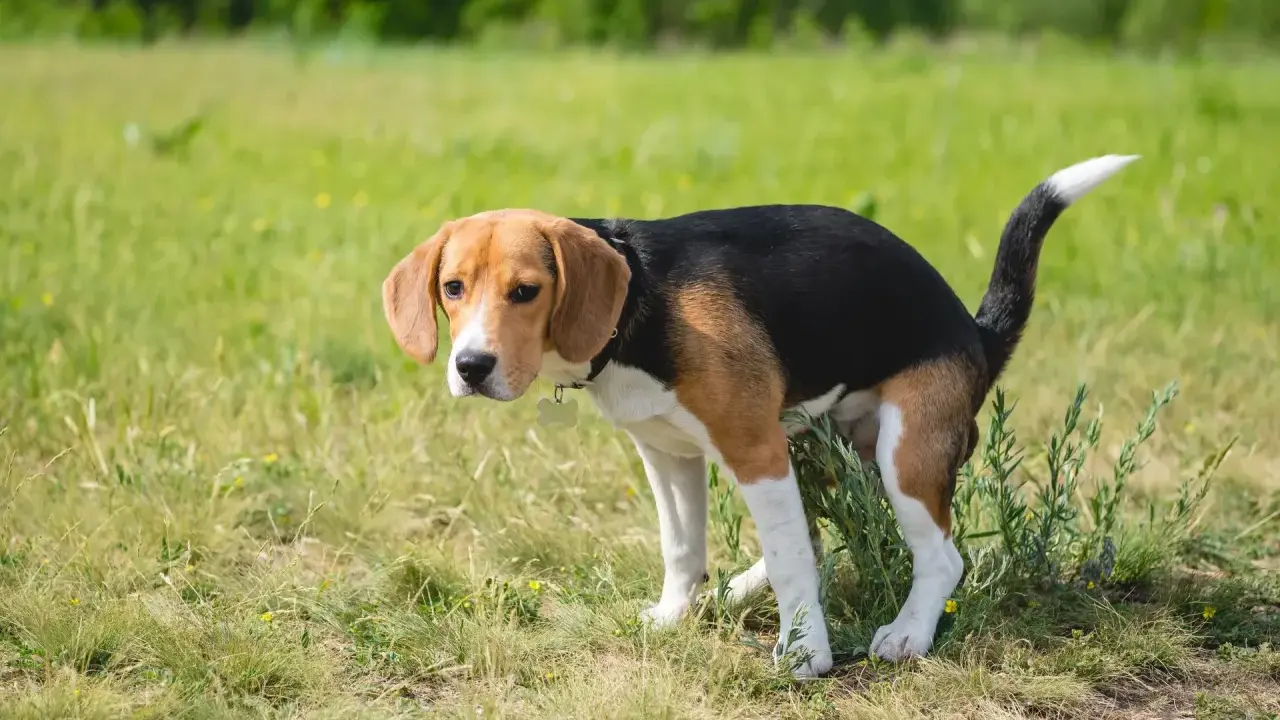 En beagle, en banta hund, nosar i gräset.