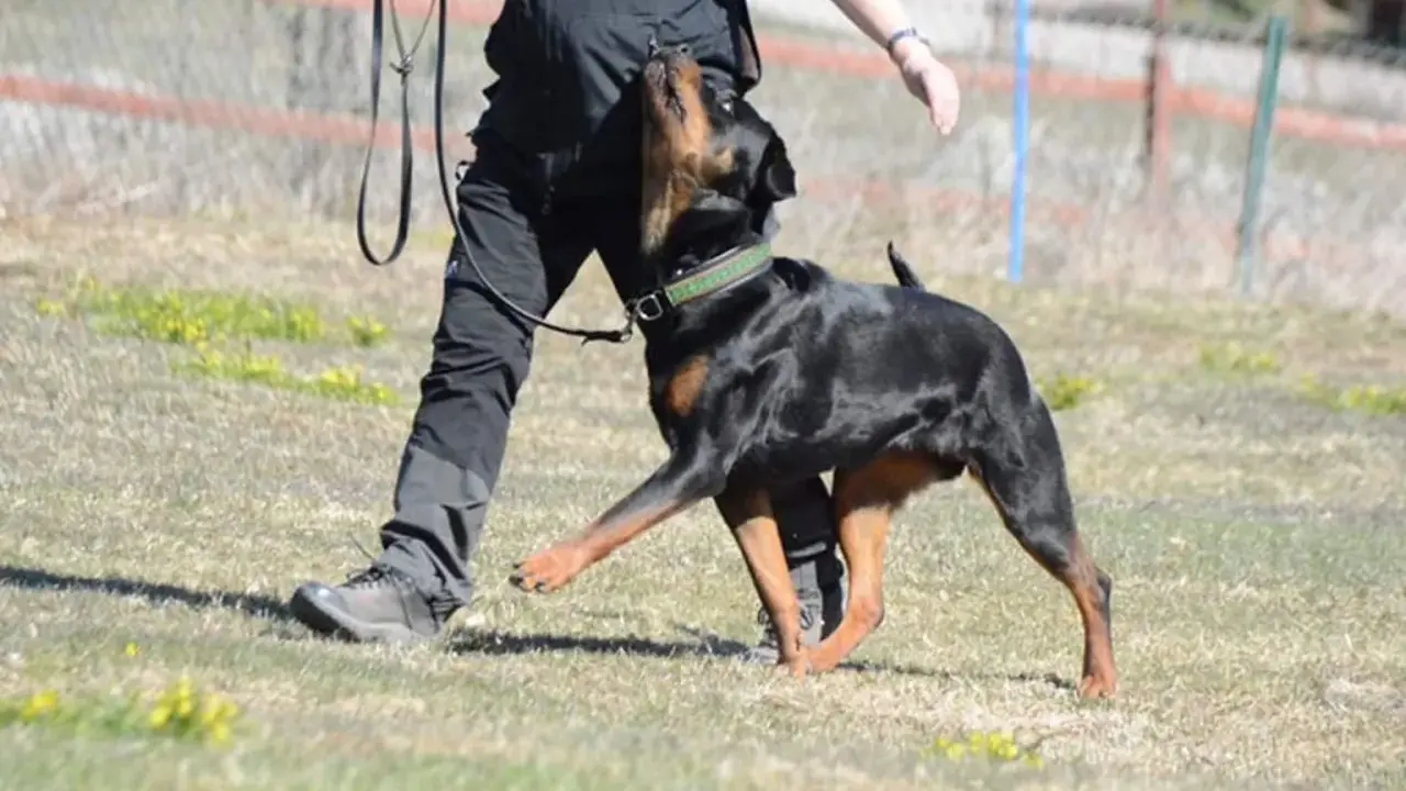 En rottweiler tränas i lydnadsklass 1. Hunden följer sin förare uppmärksamt på en gräsplan.