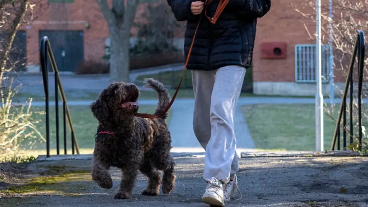 En glad hund som drar i kopplet, ivrig att komma vidare på promenaden.