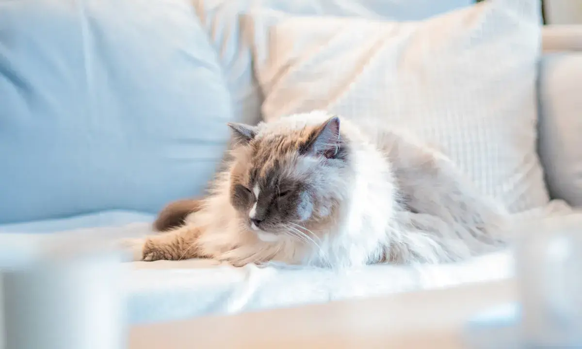 En fluffig katt vilar på en soffa. Snart är det dags för att kastrera katt för att undvika oönskade kattungar.