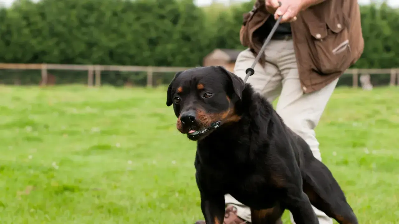Rottweiler på koppel, en person försöker få hunden att sluta dra.