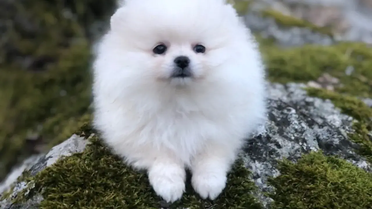 En vit fluffig hund liten sitter på en mossig sten.
