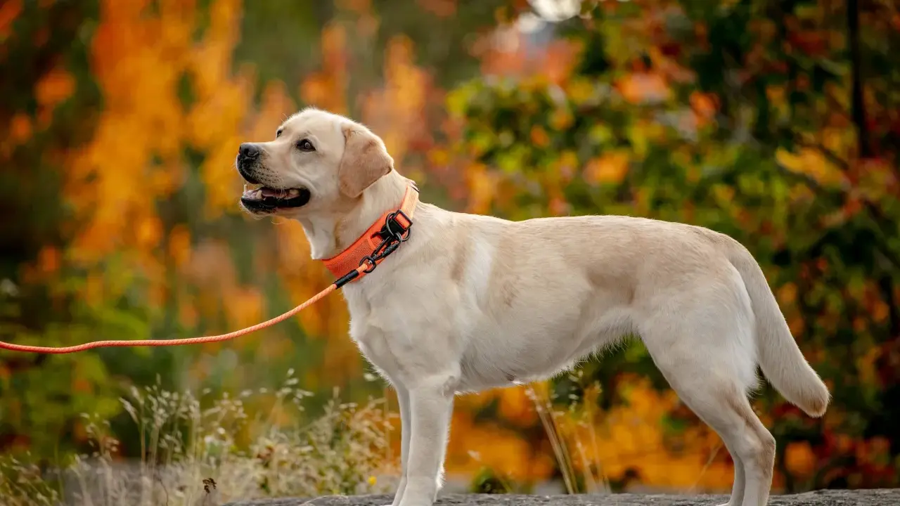 En ljus labrador med orange halsband och koppel står på en sten. Bakgrunden är en höstskog med orange och gröna löv. Hundens vikt verkar vara perfekt för en aktiv livsstil.