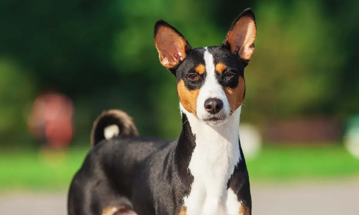 En basenji, känd som en av de tysta hundraserna, står utomhus med sina karakteristiska upprättstående öron och en krullad svans.