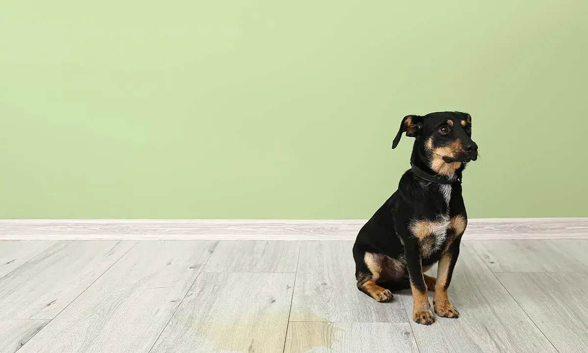 Liten hund sitter på golvet bredvid en pöl. Det ser ut som att hunden kissar inne.