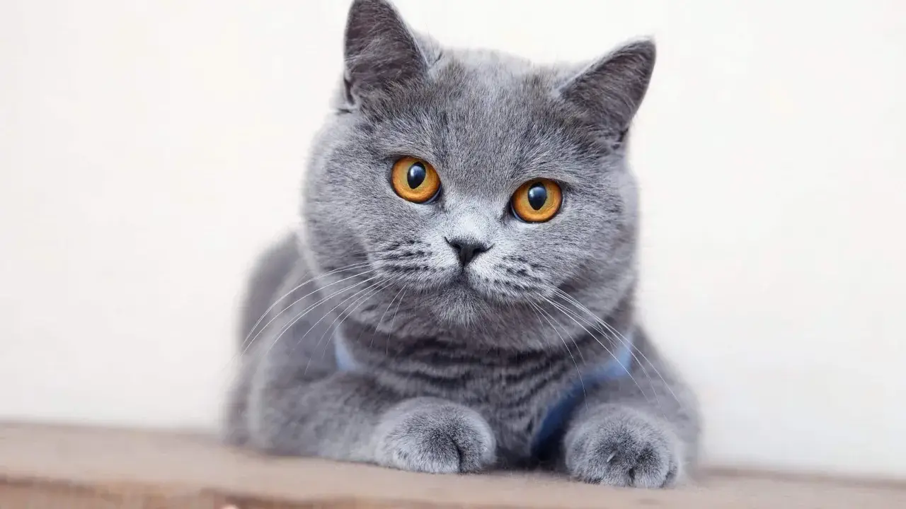 En söt brittisk katt med stora, orange ögon ligger och vilar.