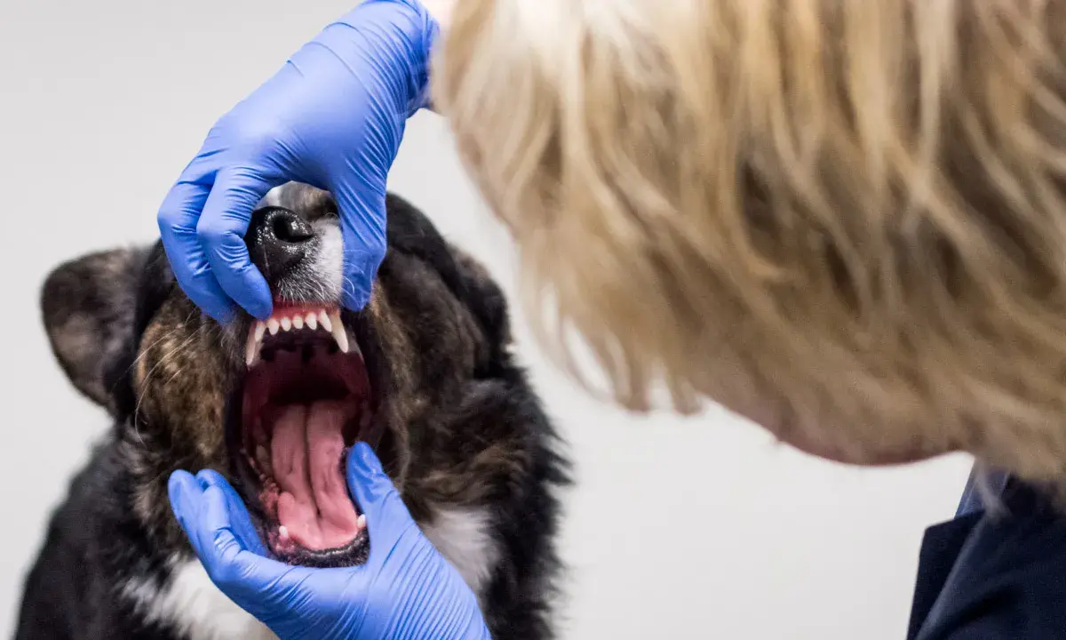 En veterinär undersöker en hunds mun. Tänderna är synliga, och det luktar tandsten.