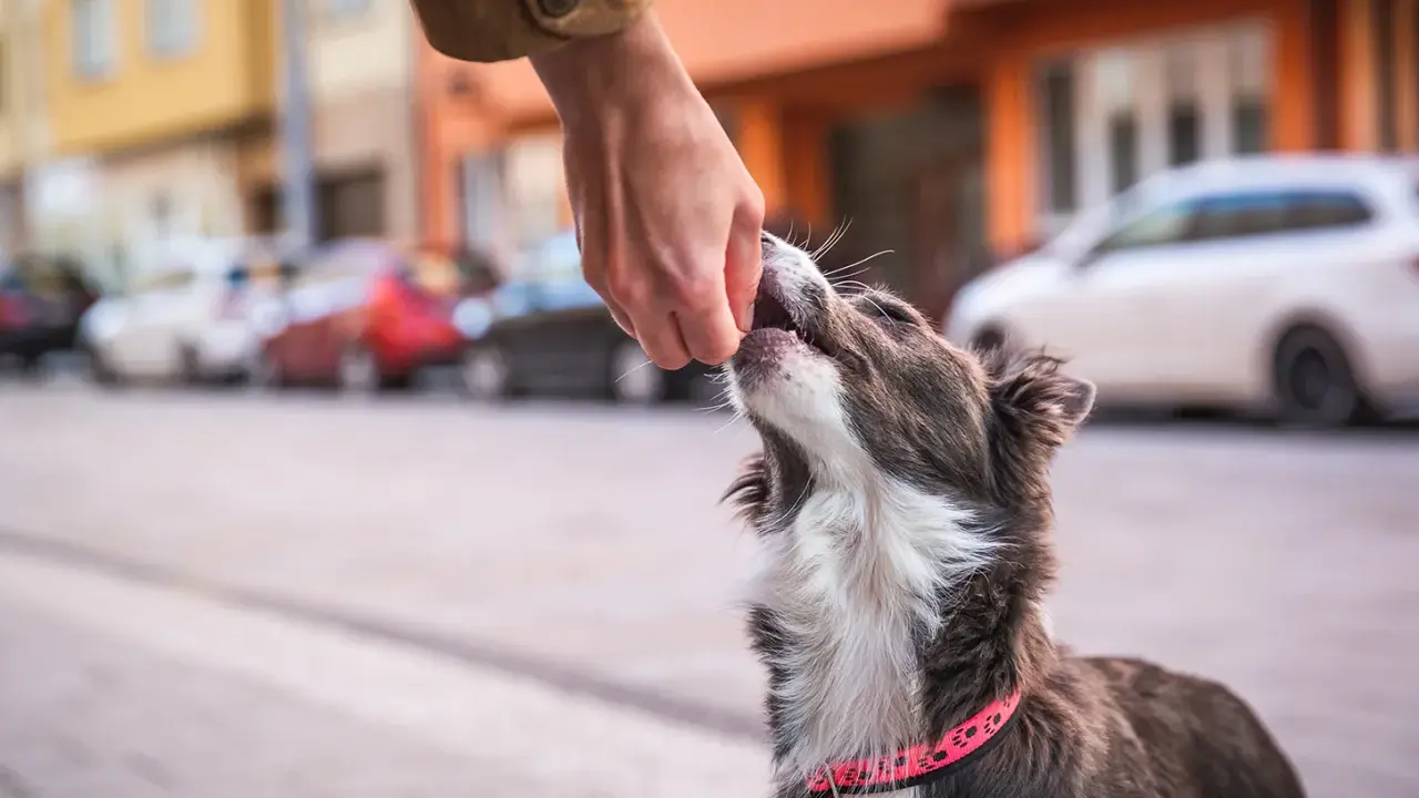 En hund med rosa halsband tar emot en godbit från en hand. Hunden verkar lära sig att gå fint i koppel.