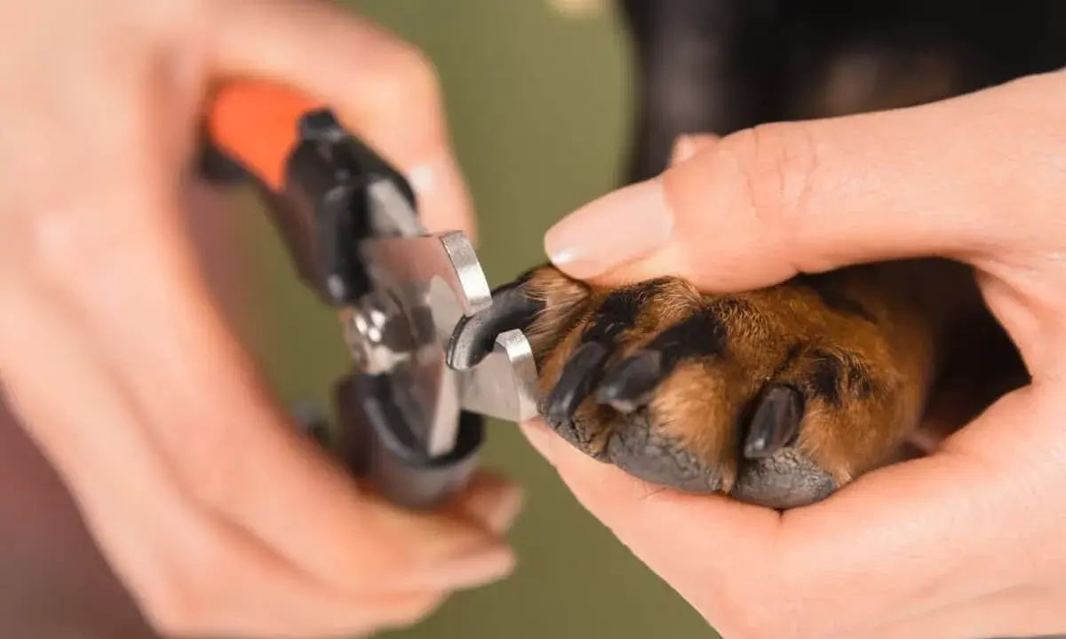En person klipper en hunds klor. Det är viktigt att veta hur långa klor ska en hund ha för att undvika skador.