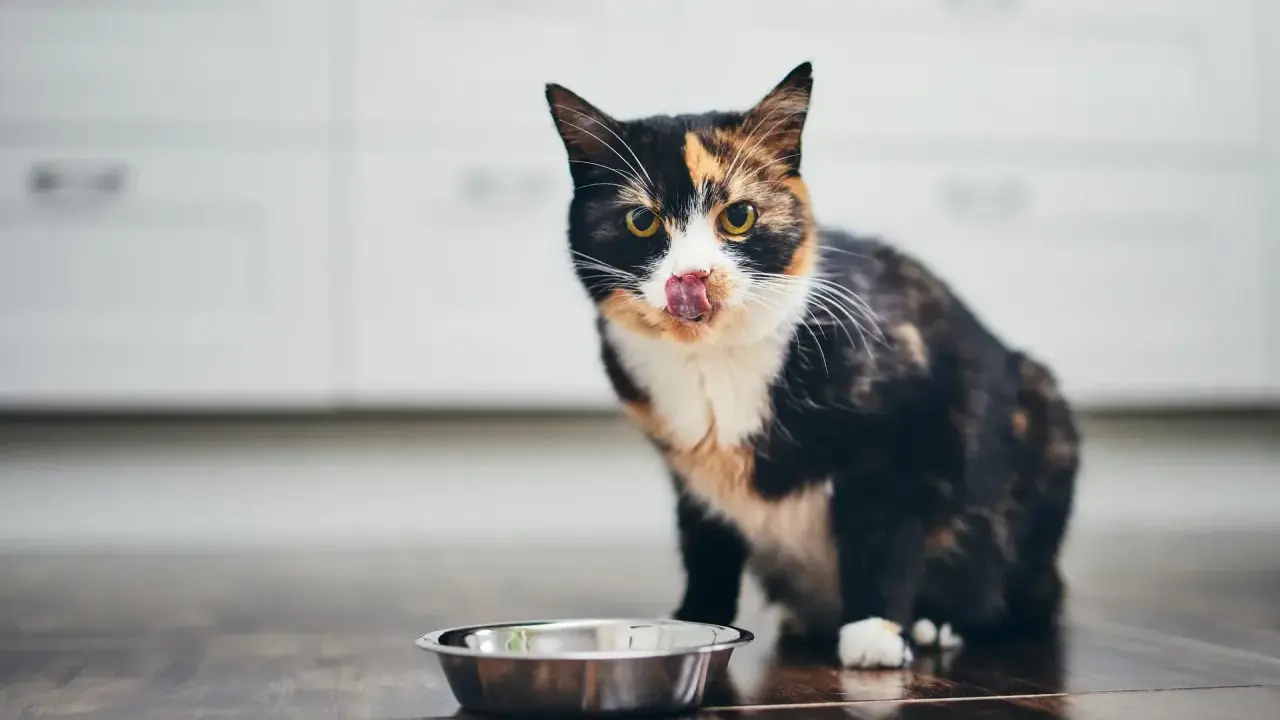 A calico cat with its tongue out sits by an empty food bowl on a wooden floor.