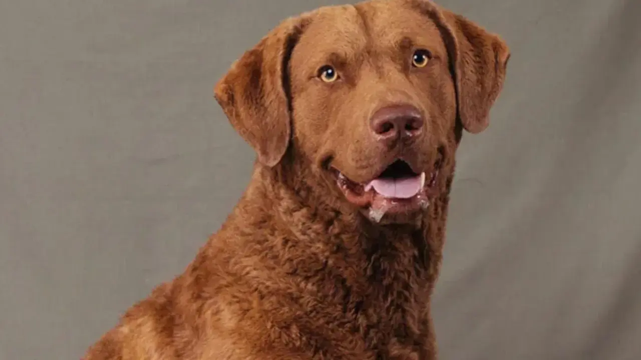 Brun hund med öppen mun och glada ögon. En frisk hund är en lycklig hund, men hur lång tid tar det att banta en hund?