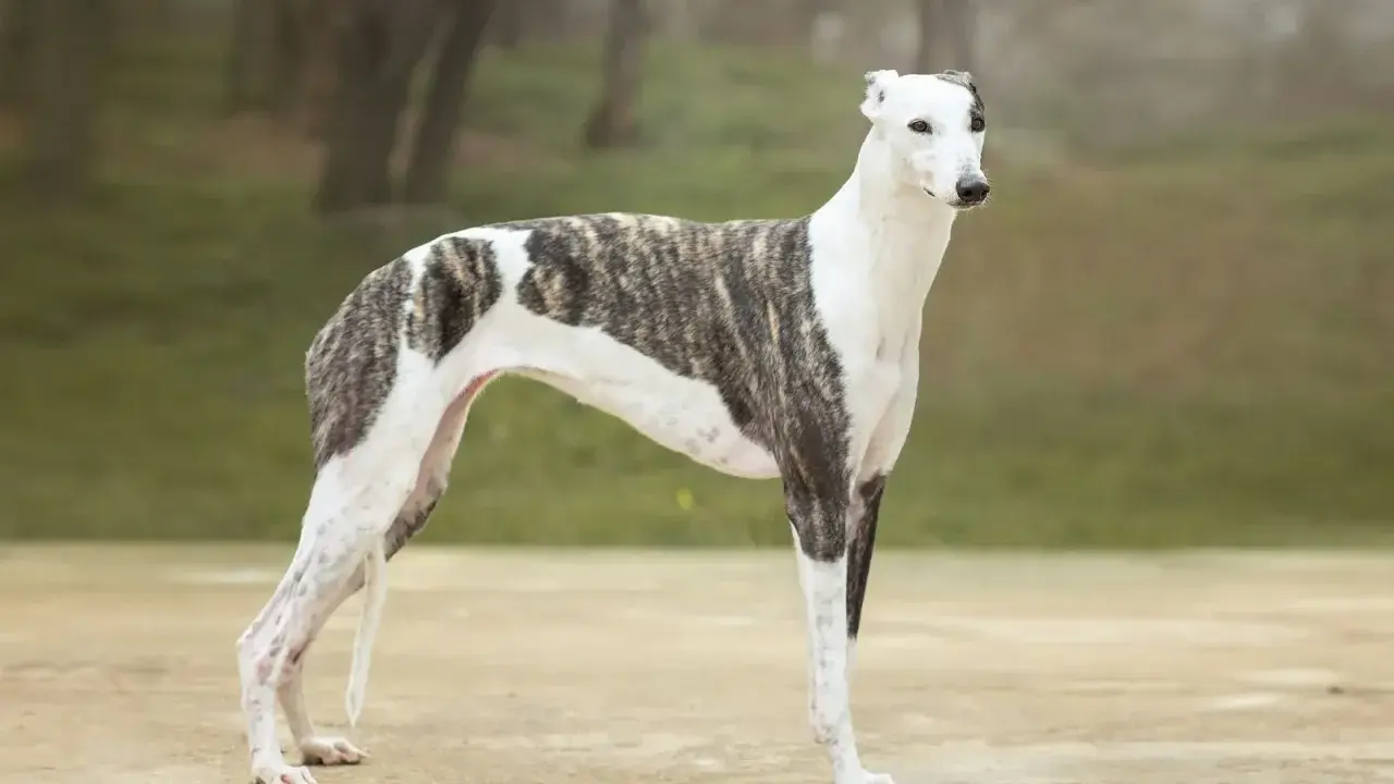 En ståtlig greyhound hund med brindle-mönster står i en park.