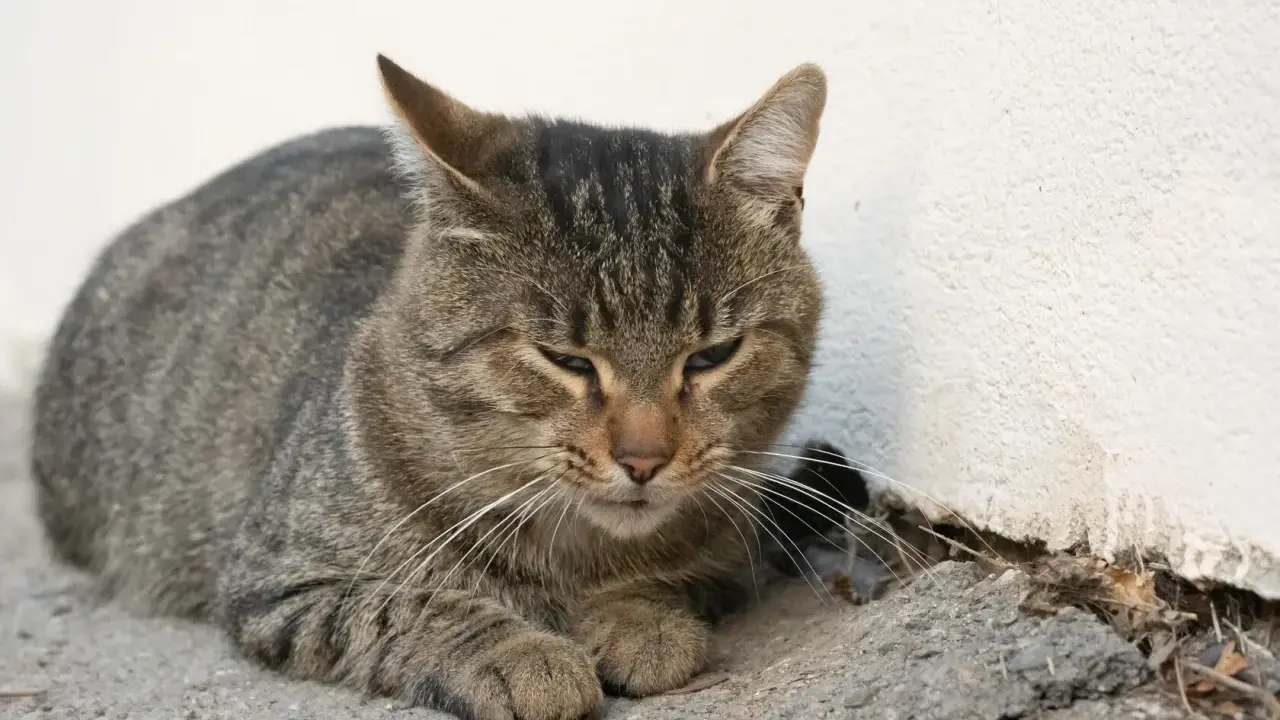 En trött randig katt vilar mot en vit vägg. Katten kan ha symtom på pankreatit.
