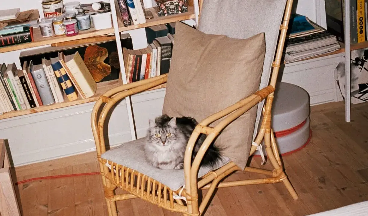 En fluffig, gråvit **inomhus katt** sitter på en korgstol framför en bokhylla fylld med böcker och burkar.