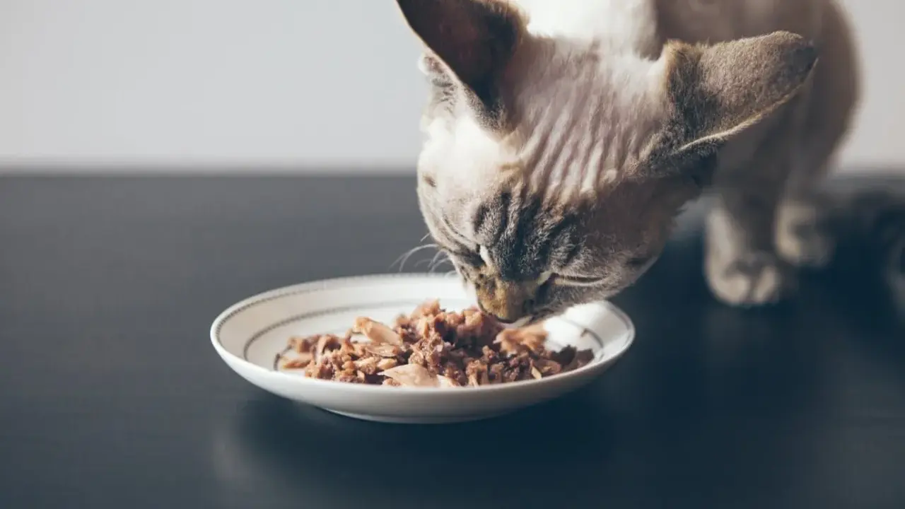 En katt äter från en tallrik med spannmålsfritt kattfoder.