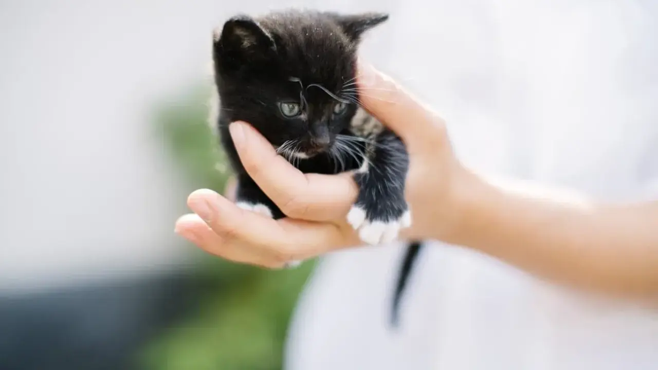 En liten svart kattunge med vita tassar hålls i en hand. Perfekt för din checklista kattunge.