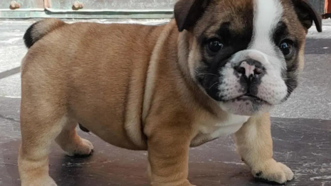 En söt engelsk bulldog-valp med rynkor och en vit fläck i ansiktet står på ett mörkt golv.