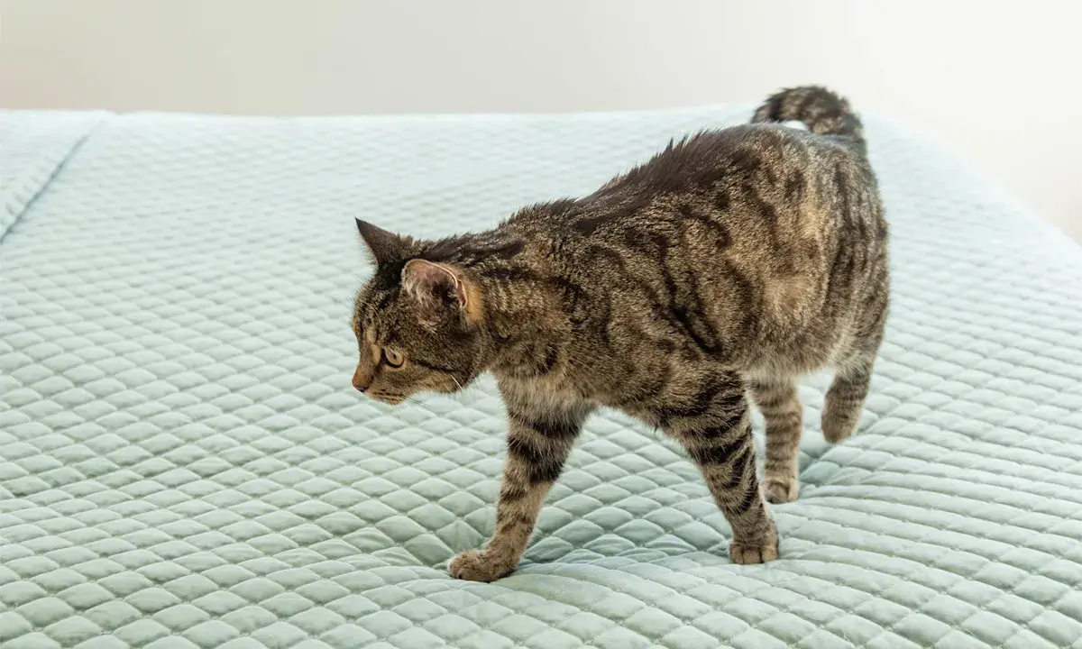 En randig katt smyger fram över en ljusgrön, quiltad yta, nosen lågt mot underlaget som om den försöker lukta sig till något, kanske en olycka där en katt luktar kiss.