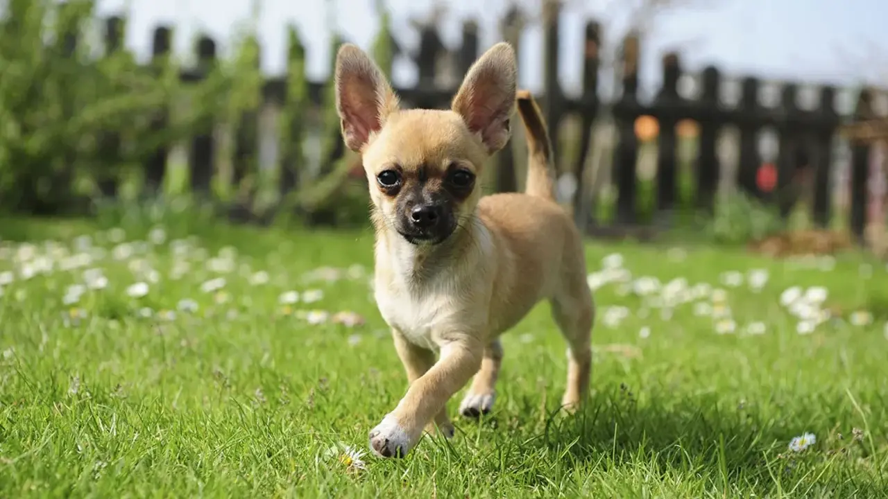 En söt chihuahua-valp springer på en gräsmatta med små vita blommor. En del av en hundraser lista bilder.