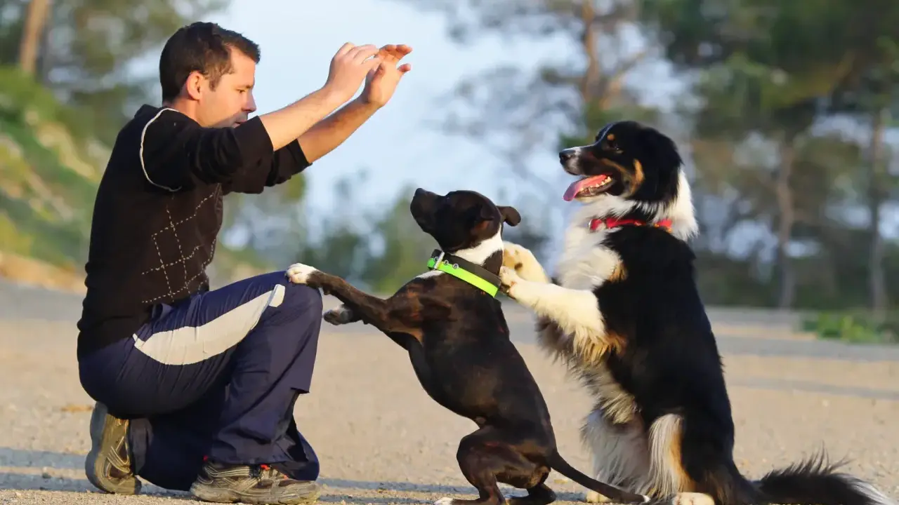 Man ger en high five hund. Två hundar hoppar upp mot mannen som sitter på huk.