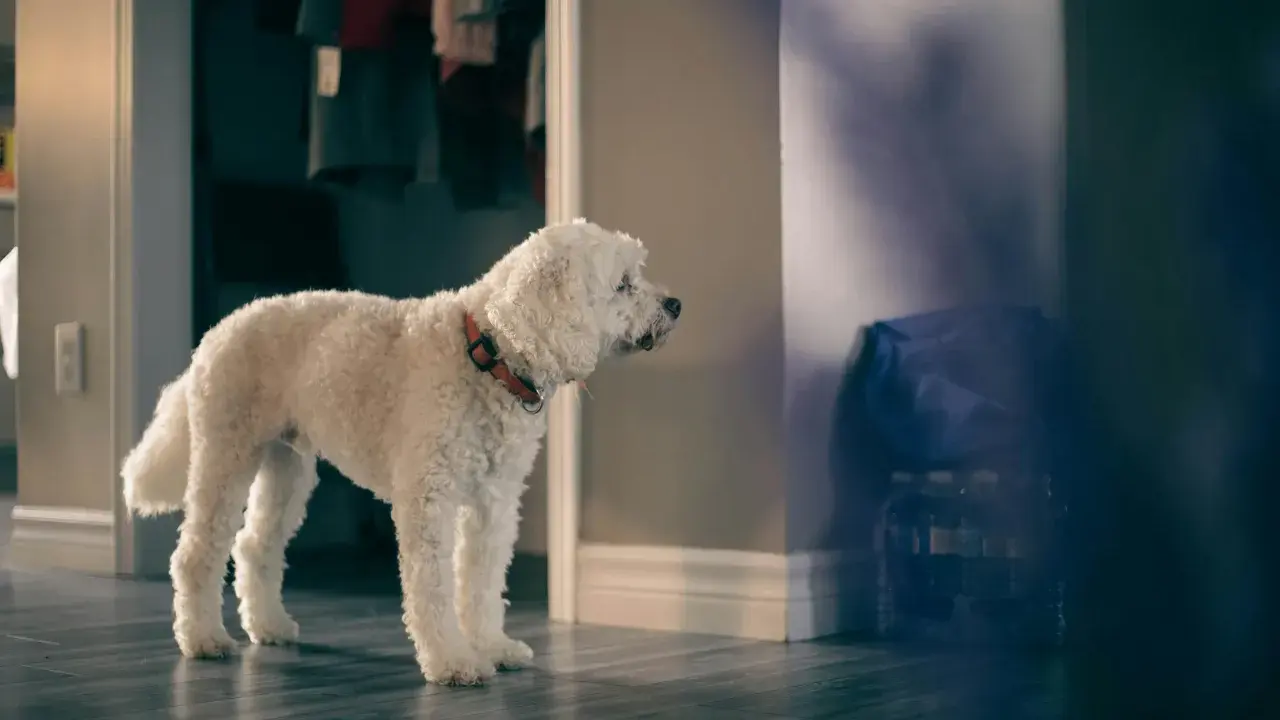En vit, lockig hund med orange halsband står ensam i en hall och verkar vilja yla.