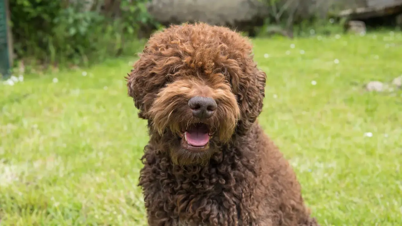 En glad, lockig brun hund, en perfekt allergifri hund, sitter i gräset och flämtar.