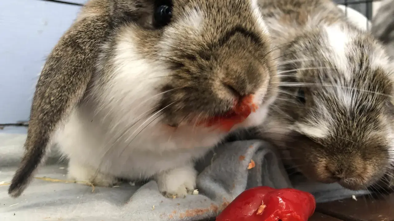 Två kaniner med röd paprika på nosen. De verkar ha njutit av sitt snack.