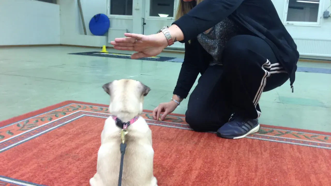 En kvinna tränar sin mops på en viltspårskurs. Hunden sitter på en matta och tittar upp mot kvinnan som ger den en godbit.
