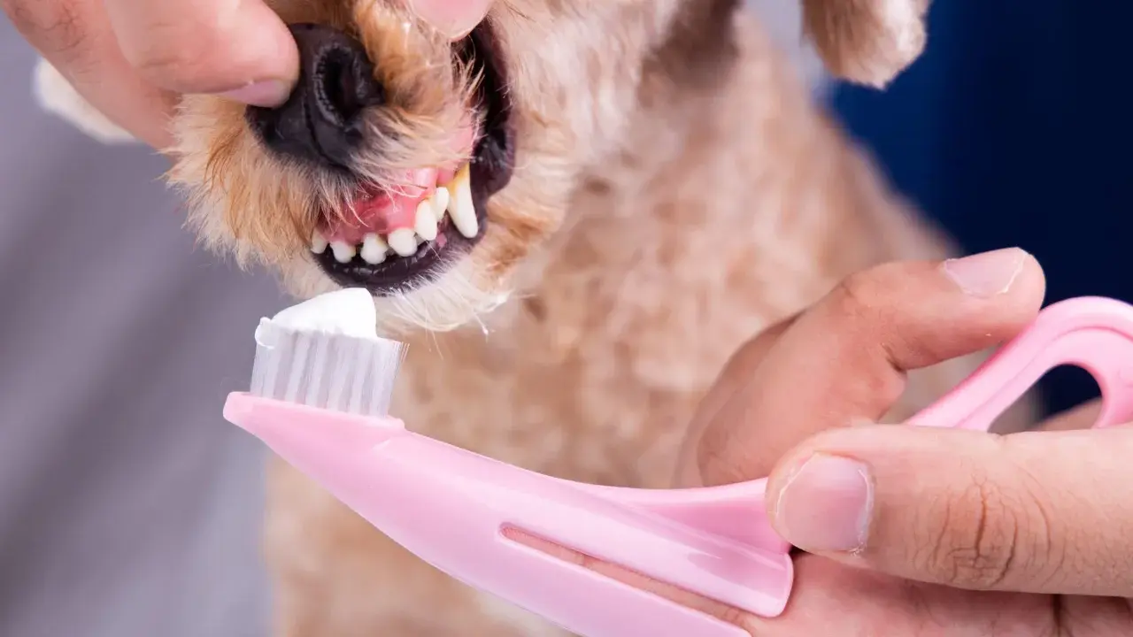En person borstar tänderna på en hund med en rosa tandborste och vit tandkräm.