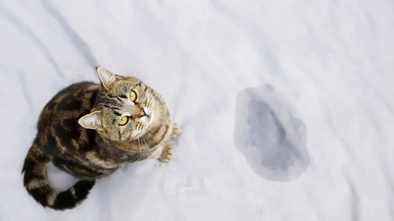 En randig katt sitter bredvid en pöl på ett vitt lakan. Hur mycket kissar en katt?