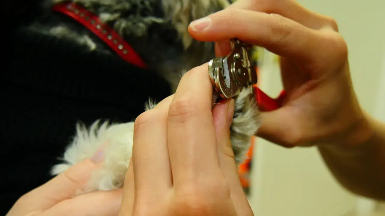 Händer klipper en hunds pulpa.