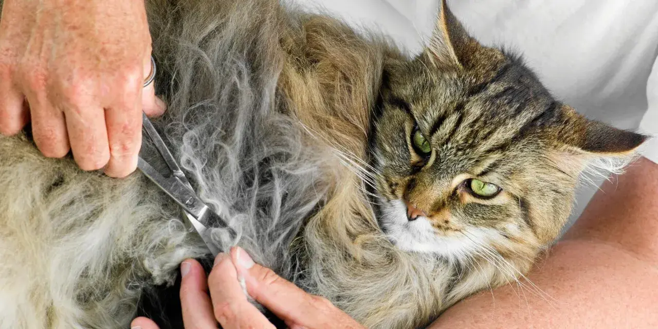 En person klipper tovor ur en långhårig katts päls. Katten har gröna ögon och tittar mot kameran.