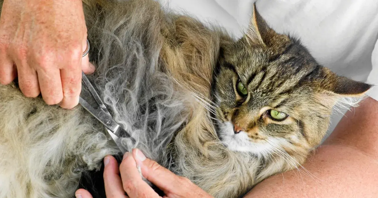 En person klipper försiktigt tovor ur en långhårig katts päls. Katten har gröna ögon och ser lite skeptisk ut.