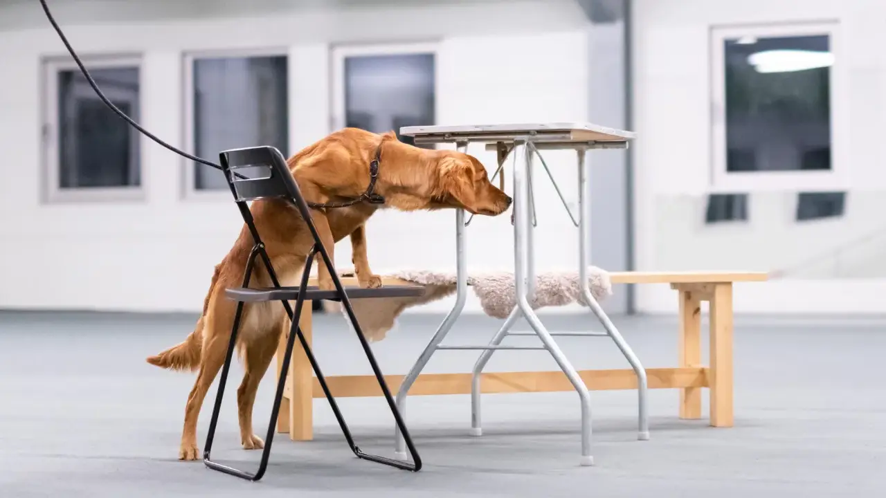 En brun hund klättrar på en stol för att nå en låg bordsskiva, fokuserad på sitt nose work-uppdrag.