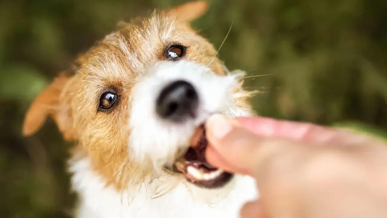 En söt hund får en godbit, kanske till och med kattmat till hund, från en hand.