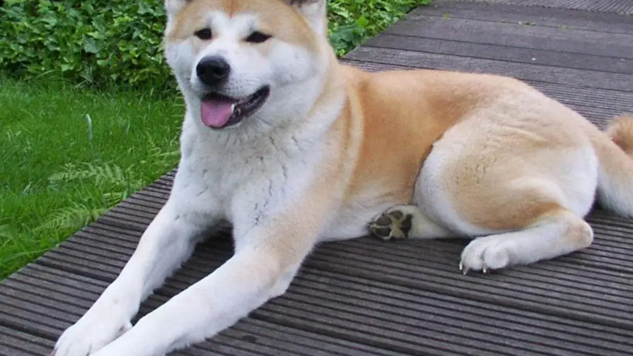 En ståtlig akita inu vilar på en träaltan, med grönskande buskar i bakgrunden.