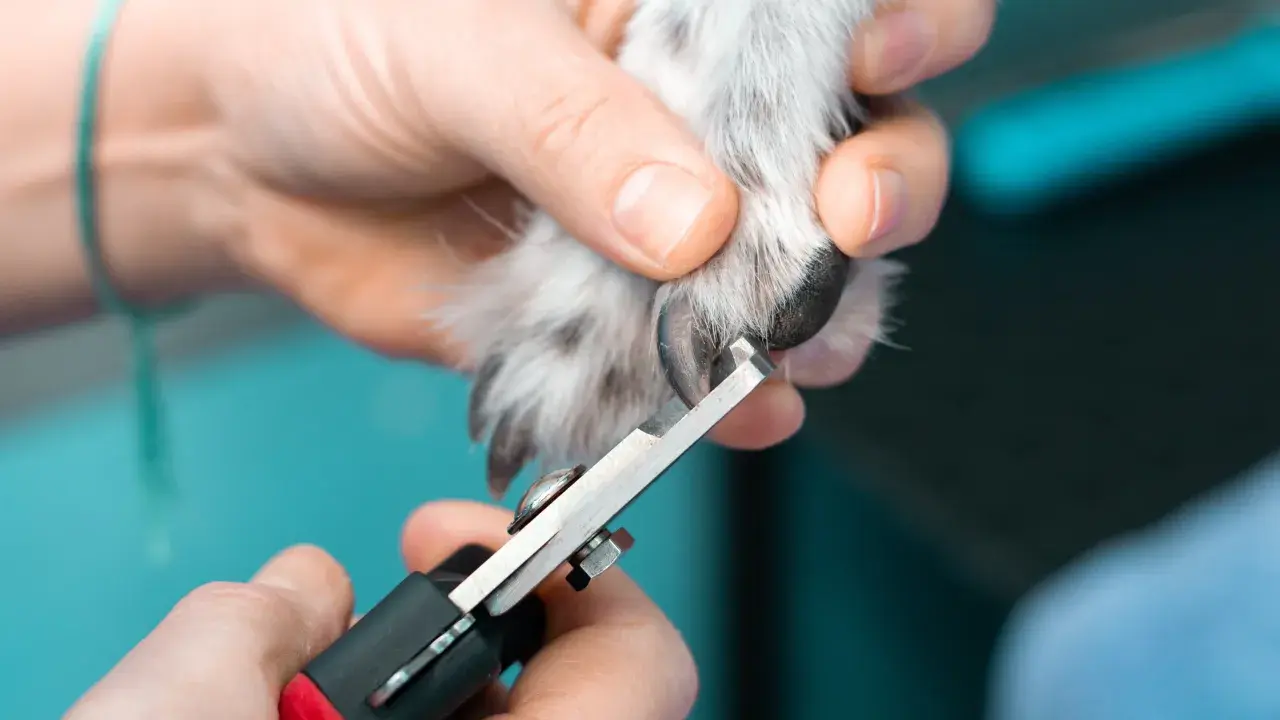 En person klipper en hunds långa klor med en klosax.