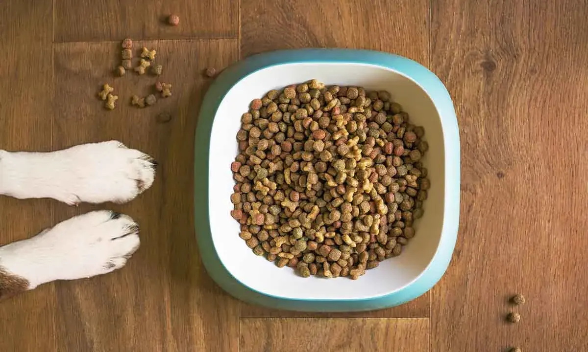 En hundskål fylld med torrfoder. Bredvid skålen syns två hundtassar. En fråga som många hundägare ställer sig är: hur mycket mat ska en hund ha?