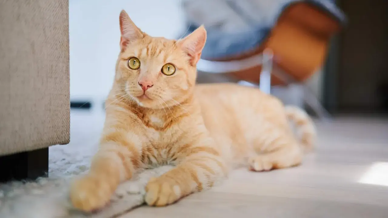 An orange tabby cat with bright yellow eyes lies on a rug, looking towards the camera.